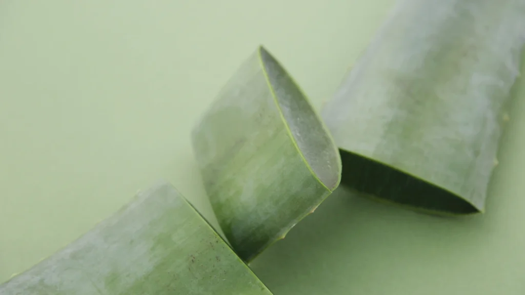 aloe vera foglia