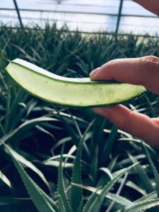 Aloe-gel Lividi ed ematomi