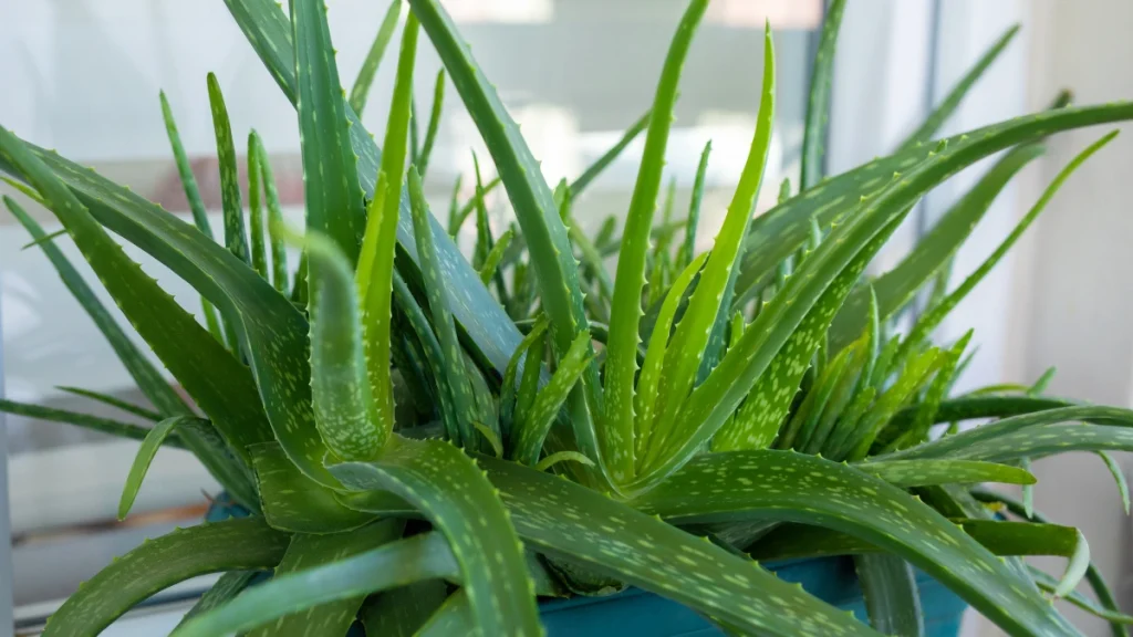 aloe vera