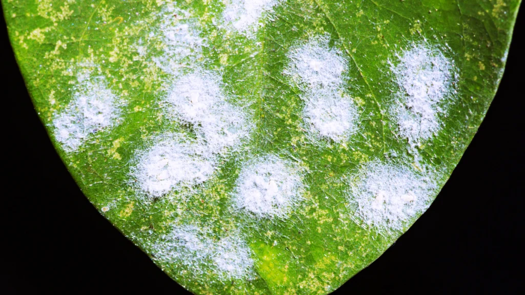 malattie fungine piante